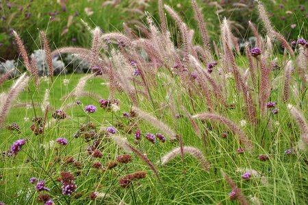 8 great ornamental grasses to grow