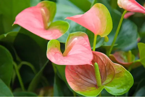 Anthurium: April Plant of the Month