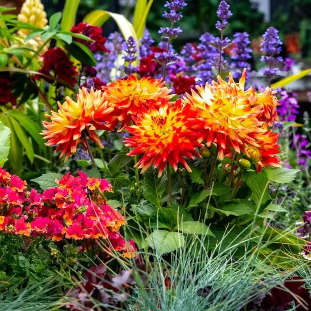 Boma’s Best Gardening Tips for July in London