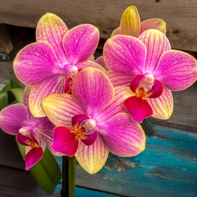 Discover the Finest Orchid Varieties Curated by Expert Growers