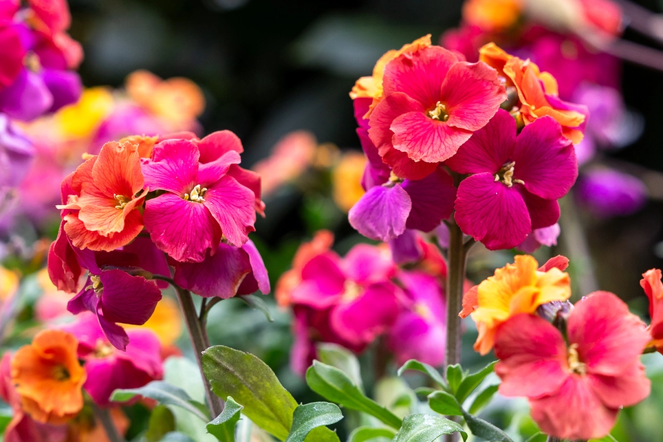 Erysimum Spring Plant of the Month