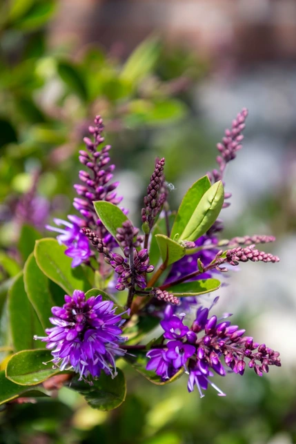 Hebe Offers Year-round Structure from the Shorelines of New Zealand