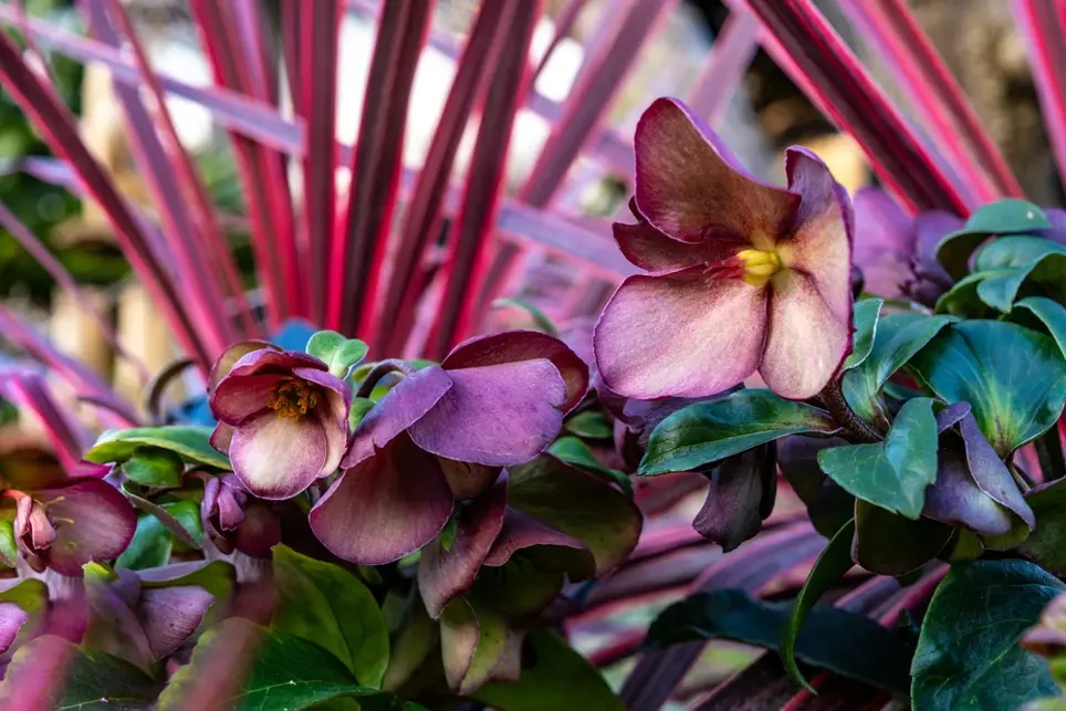Hellebore’s Diversity Creates Stunning Winter Jewels