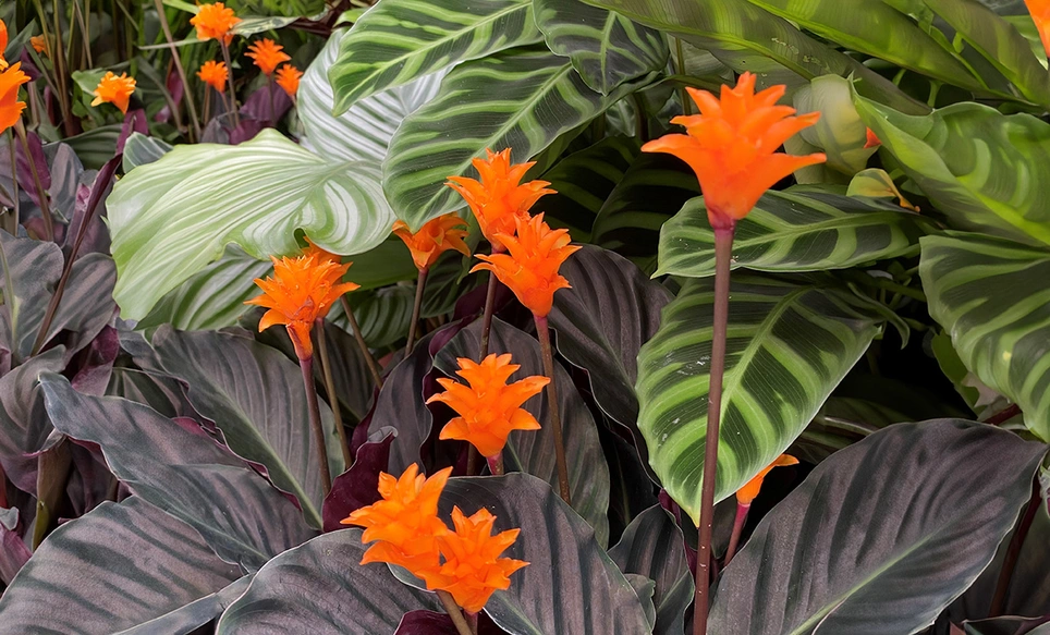 Is nature just showing off? – Masterpiece Calatheas