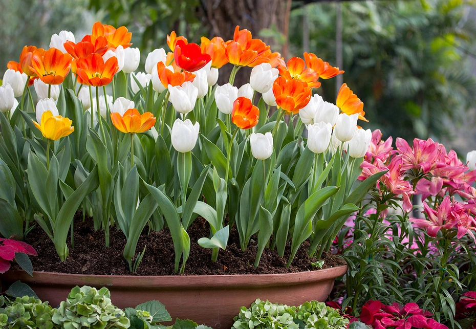 Best Gardening Tips For March