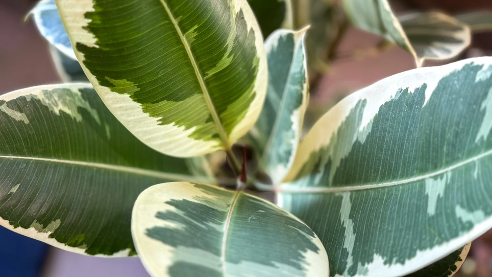 The Best Ficus Plants for UK Homes