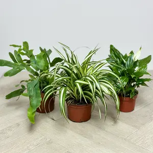 3 Air Cleaning Houseplants - Sarina Collection