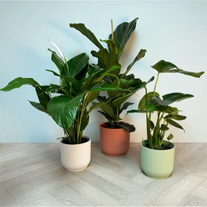 3 Indoor Plants - Lily Multicolour Collection