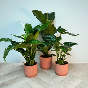 3 Indoor Plants - Lily Pink Collection