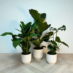 3 Indoor Plants - Lily White Collection