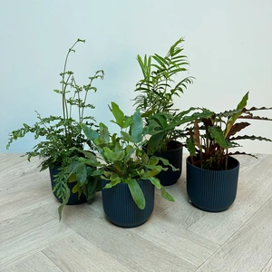 4 Indoor Plants - Mia Blue Collection