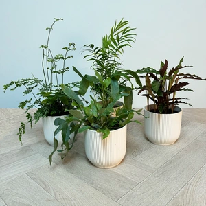 4 Indoor Plants - Mia White Collection