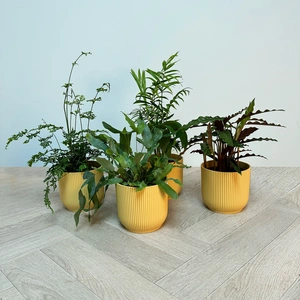 4 Indoor Plants - Mia Yellow Collection