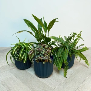 4 Indoor Plants - Olivia Blue Collection