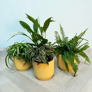 4 Indoor Plants Olivia Yellow Collection