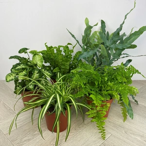 5 Air Cleaning Houseplants - Willow Collection (Pot Covers Excluded)