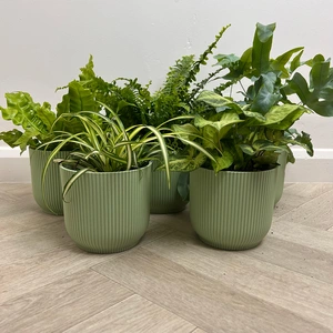 5 Air Cleaning Houseplants - Willow Green Collection