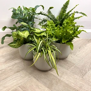 5 Air Cleaning Houseplants - Willow White Collection