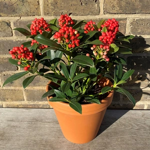A Festive Berry Planter