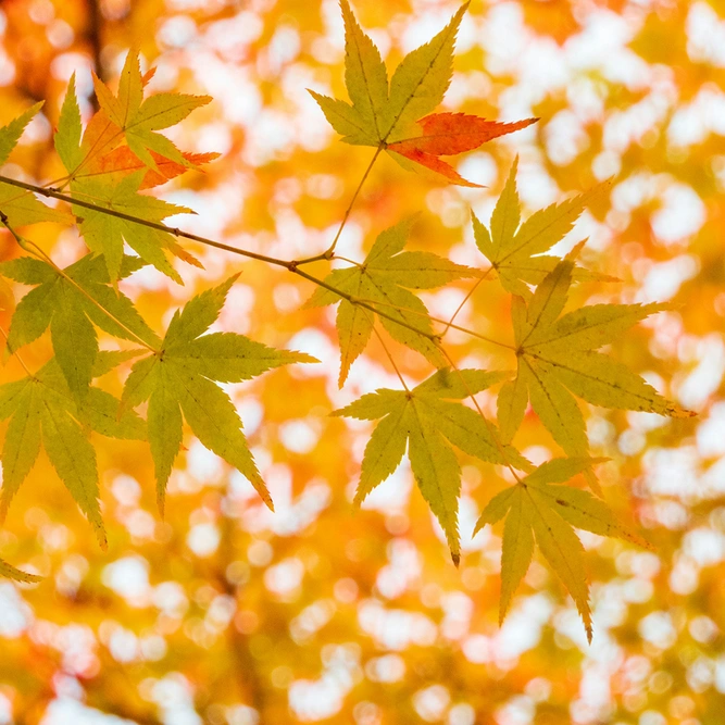 Acer  palmatum 'Bi-Ho' / Bi-Hoo (Pot Size 18L) Japanese Maple