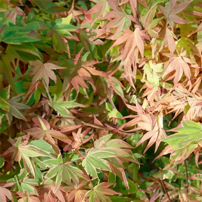 Acer palmatum 'Butterfly' (Pot Size 18L) Japanese Maple
