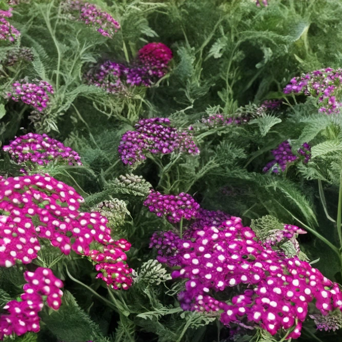 Achillea millefolium 'New Vintage Violet' (Pot Size 3L) Perennial Yarrow - image 1