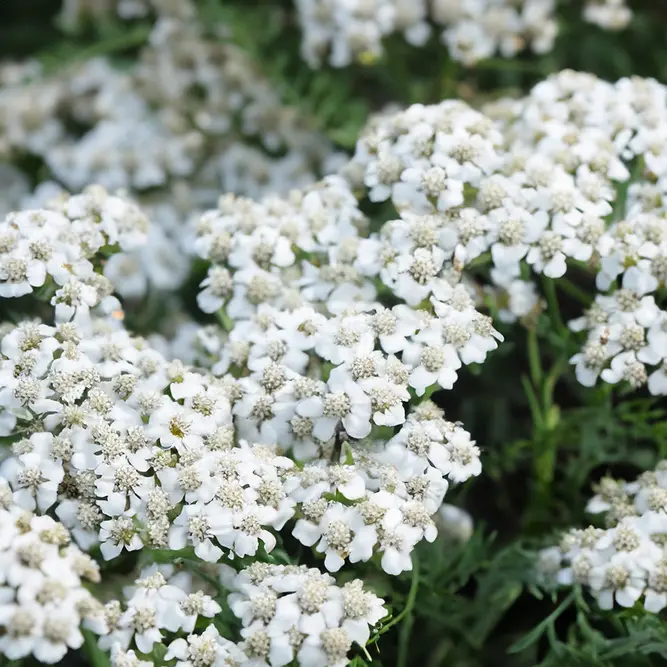 Achillea millefolium 'New Vintage White' (Pot Size 3L) Perennial Yarrow - image 1