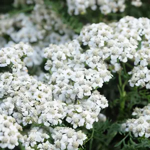 Achillea millefolium 'New Vintage White' (Pot Size 3L) Perennial Yarrow - image 1