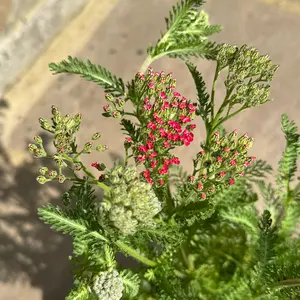 Achillea New Vintage Red (Pot Size 3L) Perennial Yarrow - image 1