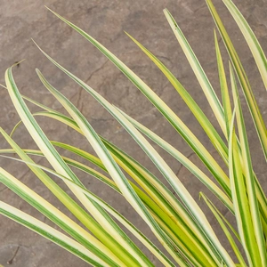 Acorus gramineus 'Ogon' (Pot Size 17cm) Golden Variegated Sweet Flag