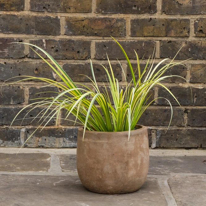 Acorus gramineus 'Ogon' (Pot Size 17cm) Golden Variegated Sweet Flag - image 2