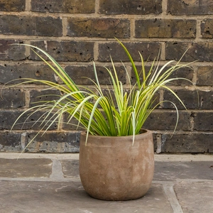 Acorus gramineus 'Ogon' (Pot Size 17cm) Golden Variegated Sweet Flag - image 2