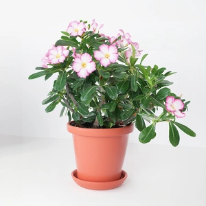 Adenium 'Obesum Pink' (Pot Size 13cm) Desert Rose - image 2