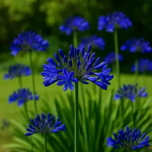 Agapanthus 'Lapis Lazuli' (Pot Size 2L) - African Lily - image 1