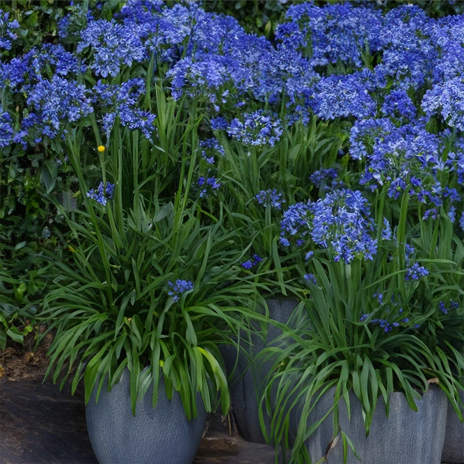 Agapanthus 'Lapis Lazuli' (Pot Size 2L) - African Lily - image 2