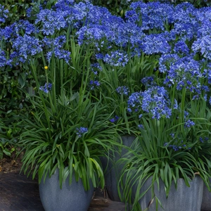 Agapanthus 'Lapis Lazuli' (Pot Size 2L) - African Lily - image 2