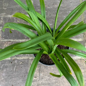 Agapanthus 'Lapis Lazuli' (Pot Size 2L) - African Lily - image 4