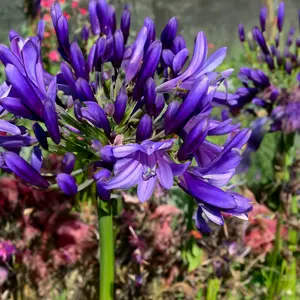 Agapanthus 'Purple Heart' (Pot Size 3L) - African Lily - image 1
