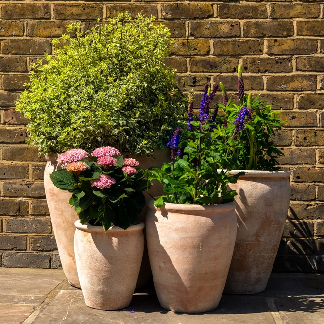 Aged Terracotta Belly Rim Stretched Planter (D25cm x H30cm) Handmade Outdoor Plant Pot - image 2