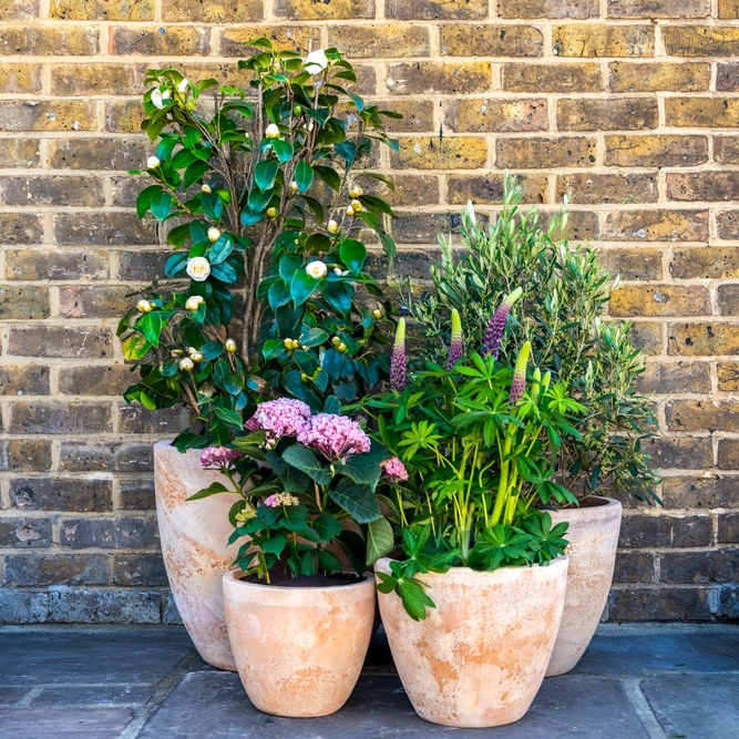 Aged Terracotta Egg Planter (D31cm x H27cm) Handmade Outdoor Plant Pot - image 2