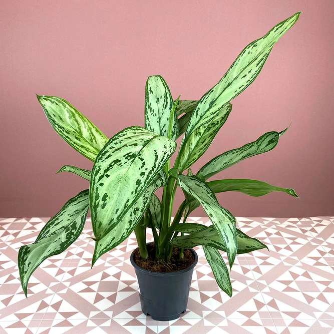 Aglaonema commutatum 'Silver Queen' (Pot Size 12cm) Chinese Evergreen - image 3