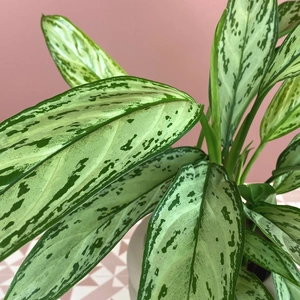Aglaonema commutatum 'Silver Queen' (Pot Size 12cm) Chinese Evergreen - image 1