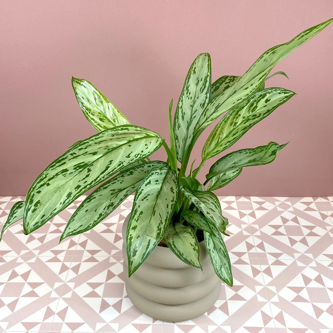Aglaonema commutatum 'Silver Queen' (Pot Size 12cm) Chinese Evergreen - image 2
