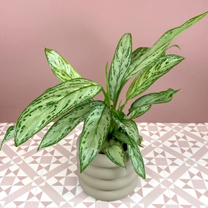 Aglaonema commutatum 'Silver Queen' (Pot Size 12cm) Chinese Evergreen - image 2