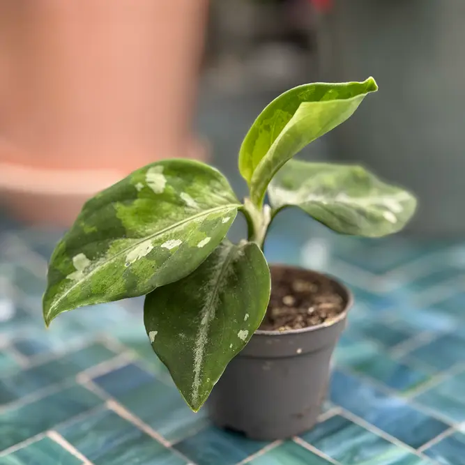 Aglaonema 'Pictum' Tricolor (Pot Size 6cm) Chinese evergreen - image 1