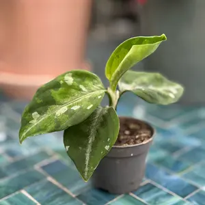 Aglaonema 'Pictum' Tricolor (Pot Size 6cm) Chinese evergreen - image 1