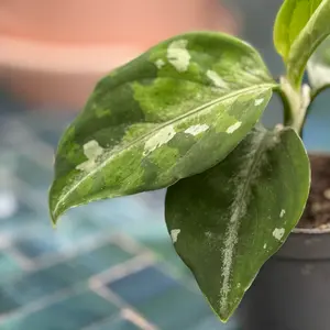 Aglaonema 'Pictum' Tricolor (Pot Size 6cm) Chinese evergreen - image 2