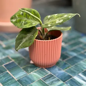 Aglaonema 'Pictum' Tricolor (Pot Size 6cm) Chinese evergreen - image 3