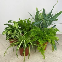 Air Purifying Plants