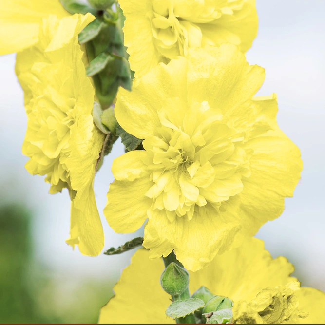 Alcea rosea Hollyhock 'Double Yellow' (Pot Size 1ltr) Perennial